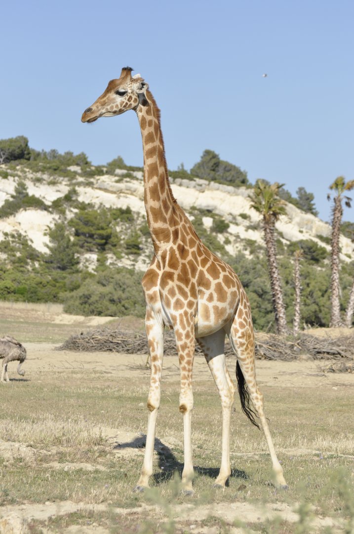 Kordoffan giraffe