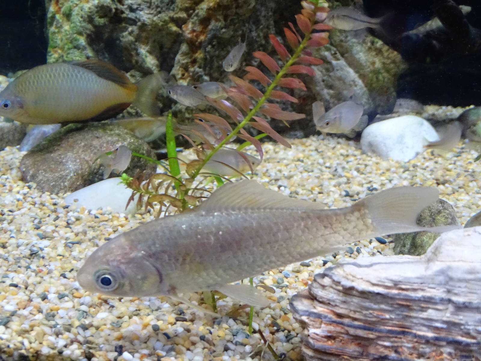 Korea rose bitterling