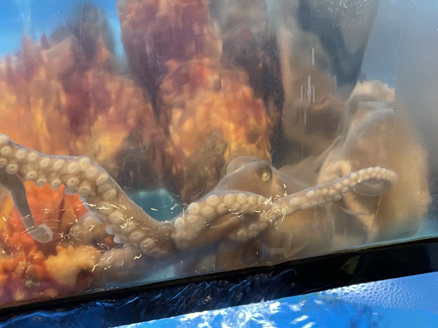 Korean common octopus (octopus minor)