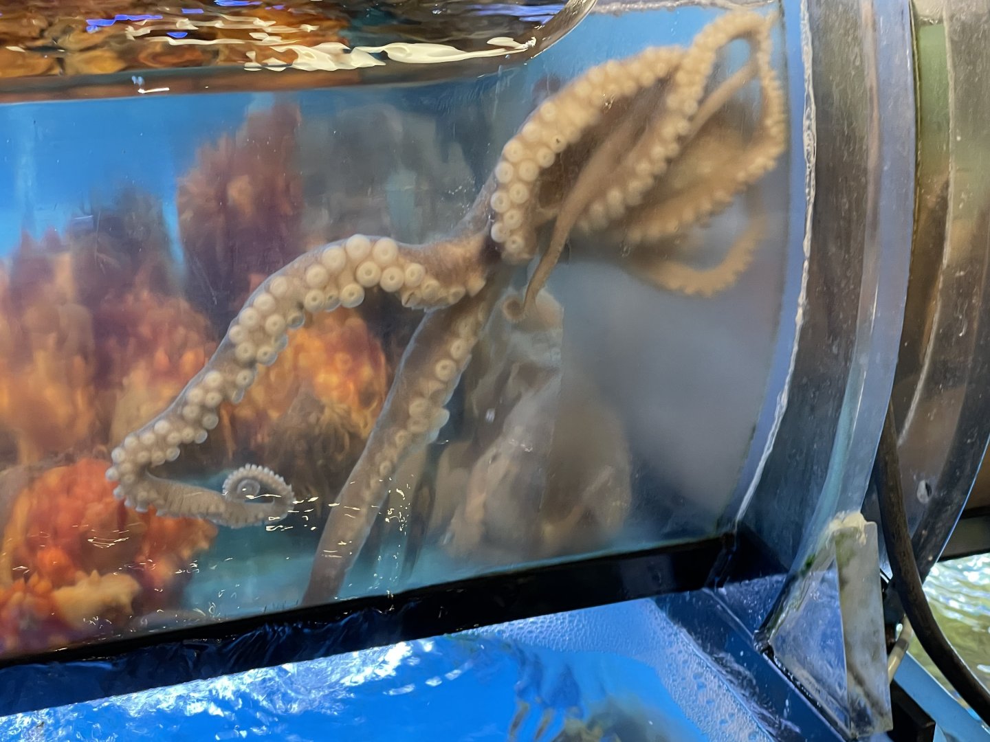 Korean common octopus (octopus minor)