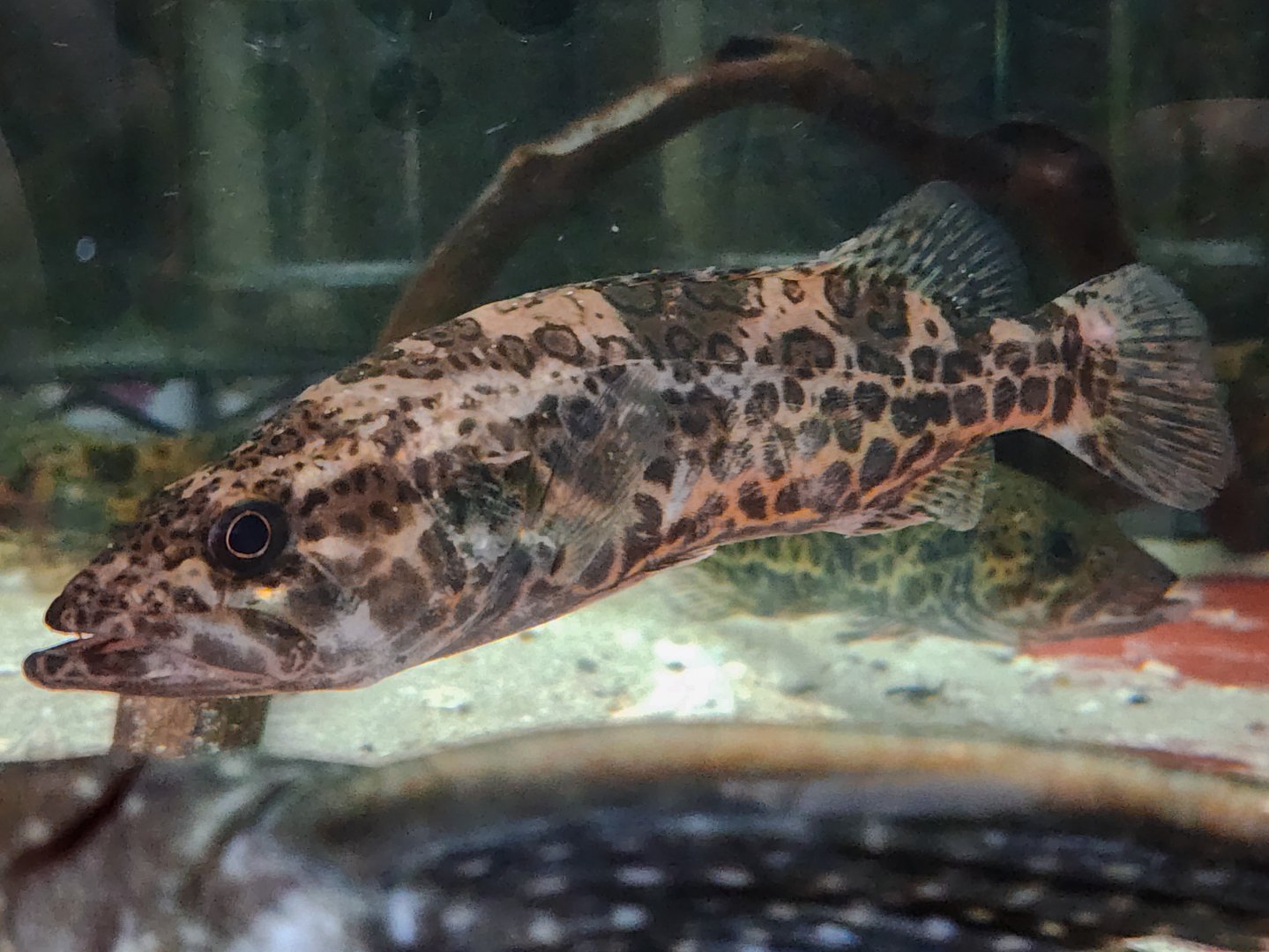 Korean Perch (Siniperca scherzeri)