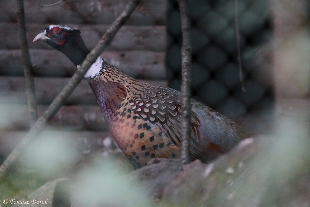 Korean pheasant (Phasianus colchicus karpowi) male
