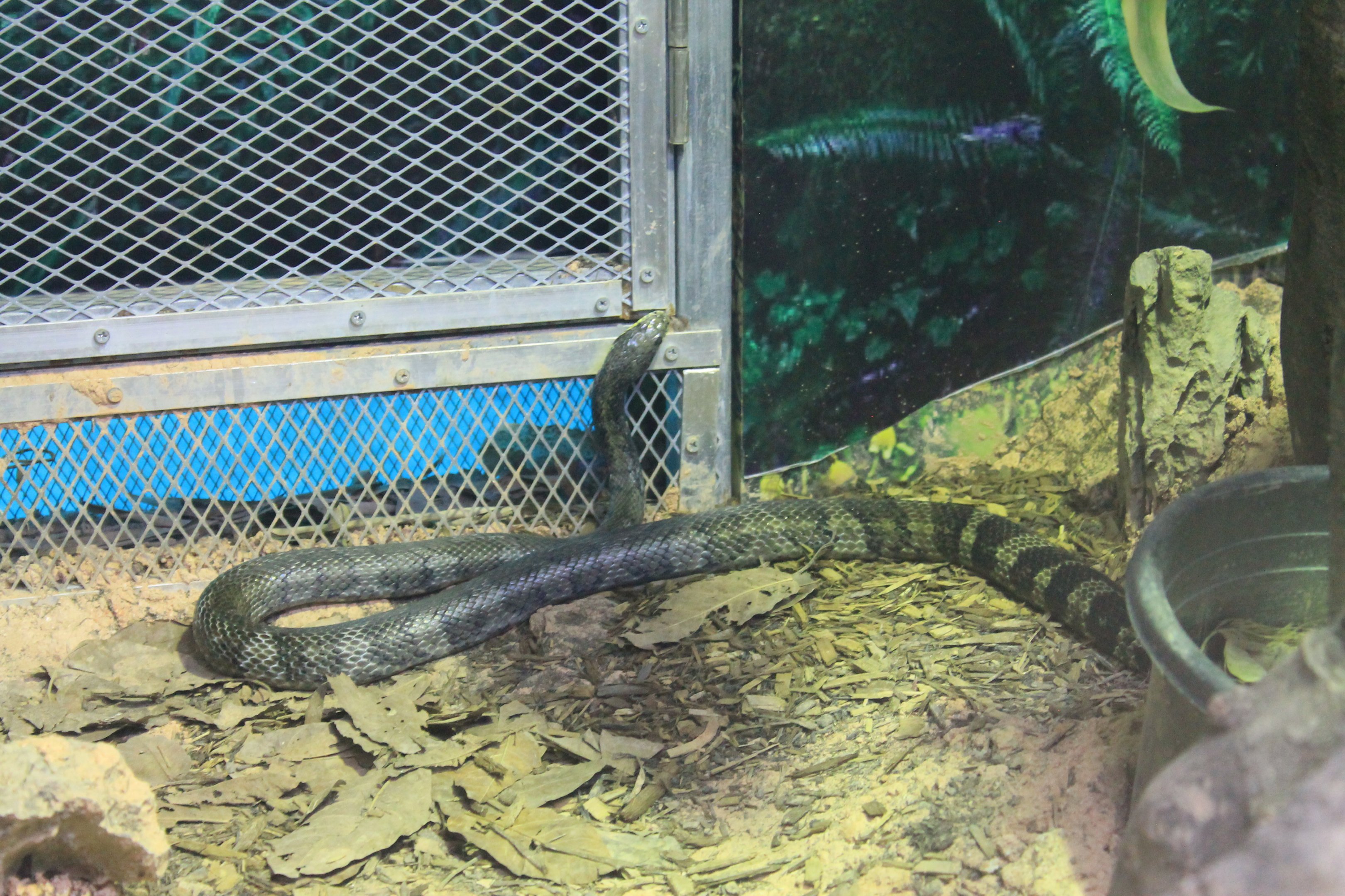 Korean Rat Snake (Elaphe anomala)