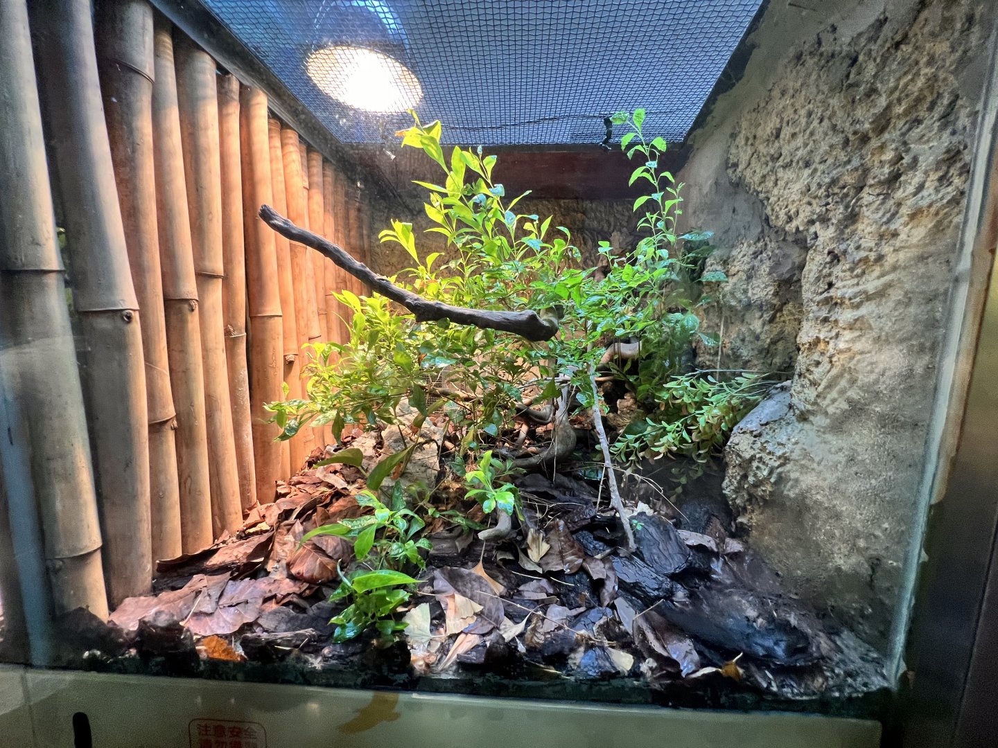 Korean Rat Snake Terrarium