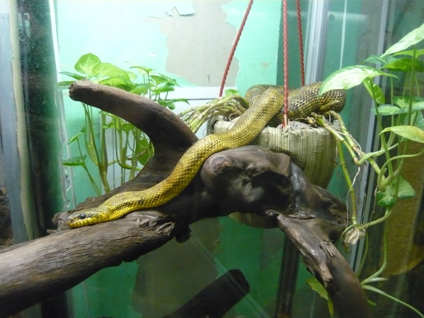 Korean ratsnake (Elaphe anomala)