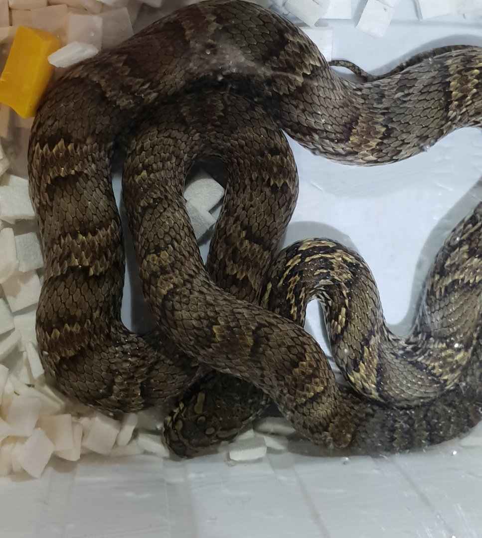 Korean ratsnake - Elaphe anomala