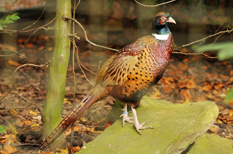 Korean ring-necked pheasant at Dortmund