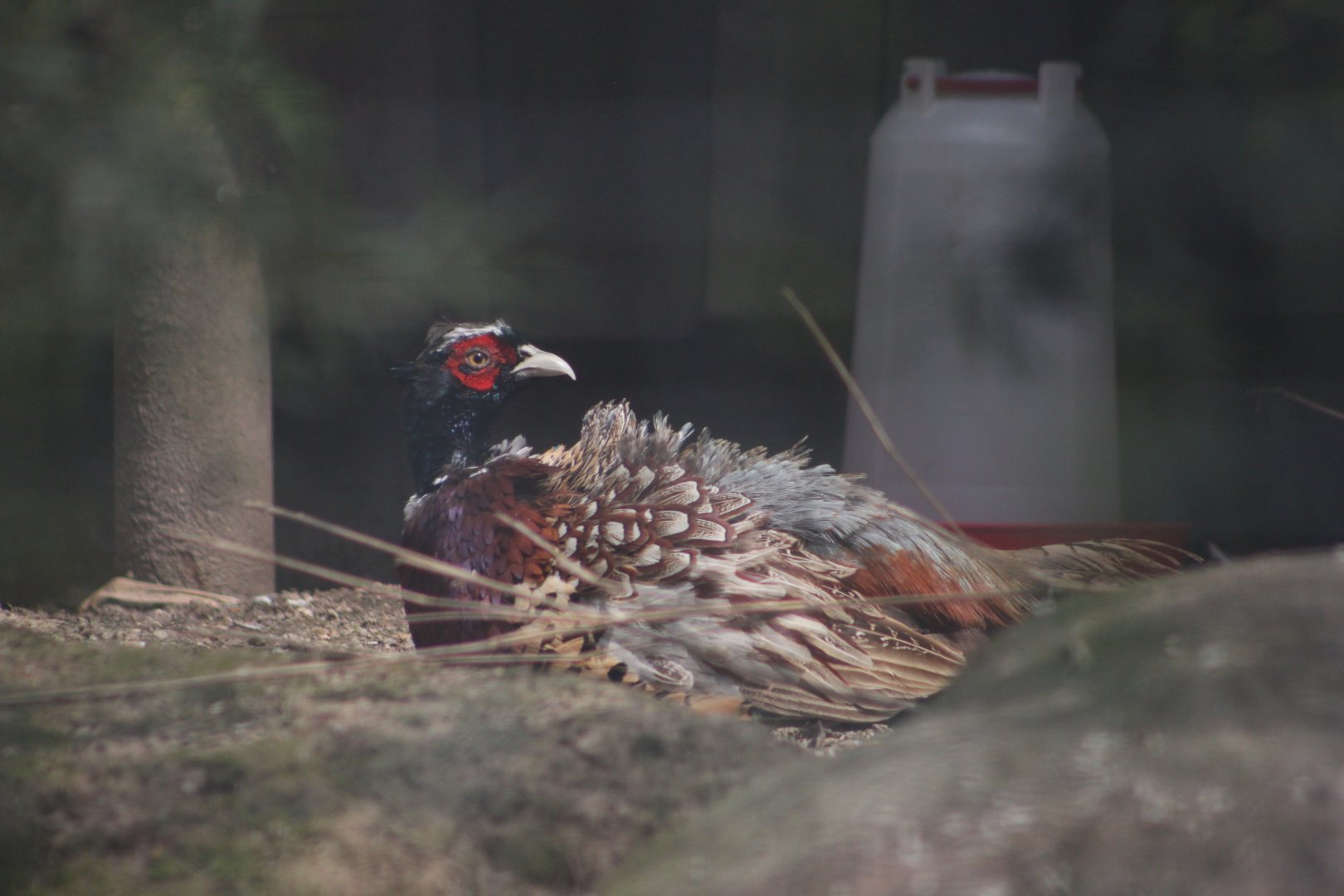 Korean ring-necked pheasant (Phasianus colchicus karpowi)