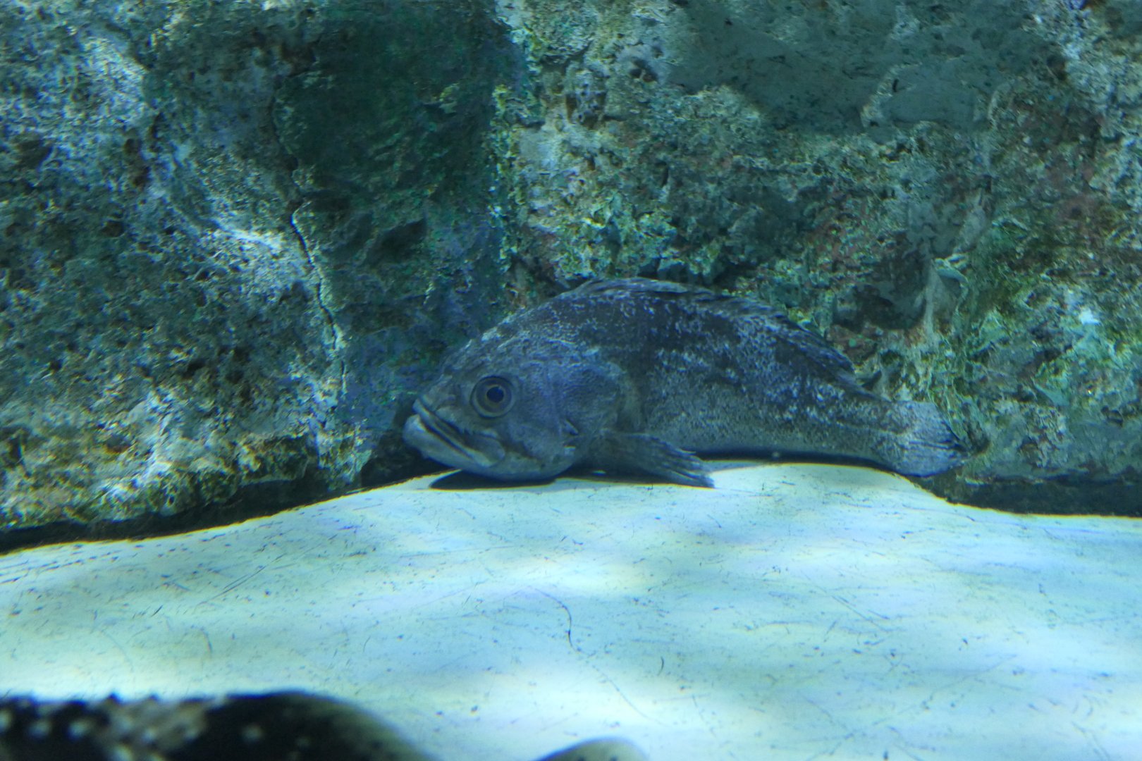 Korean Rockfish (Sebastes schlegelii)
