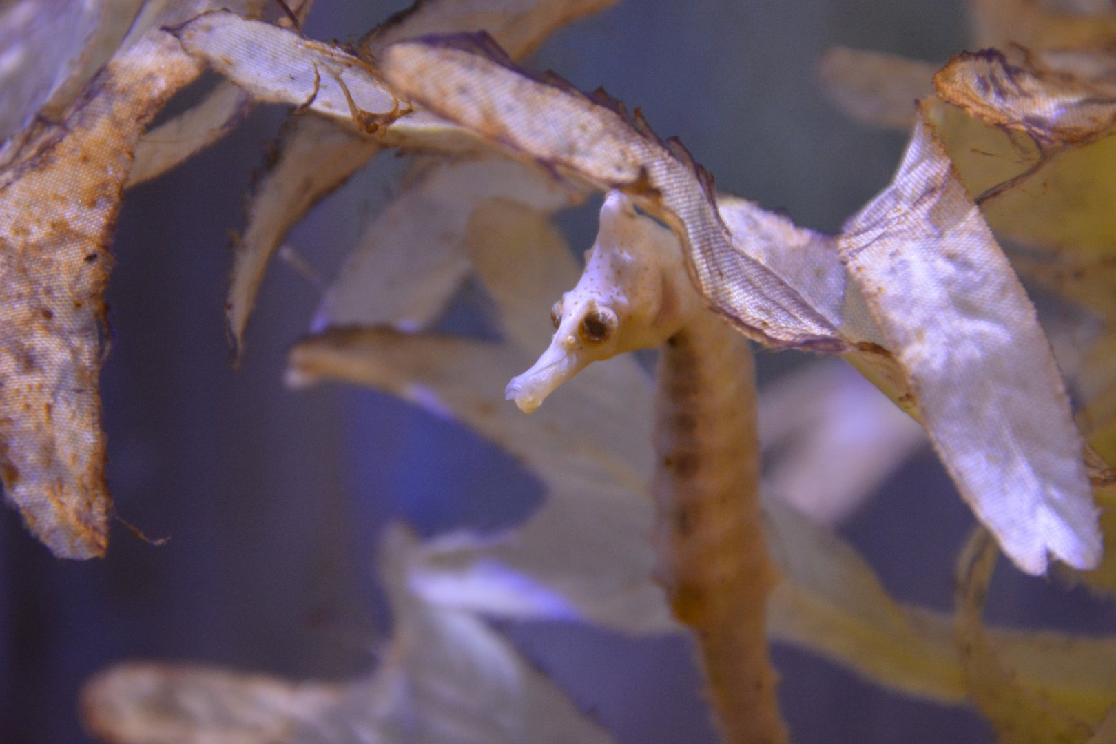 Korean seahorse (Hippocampus haema)