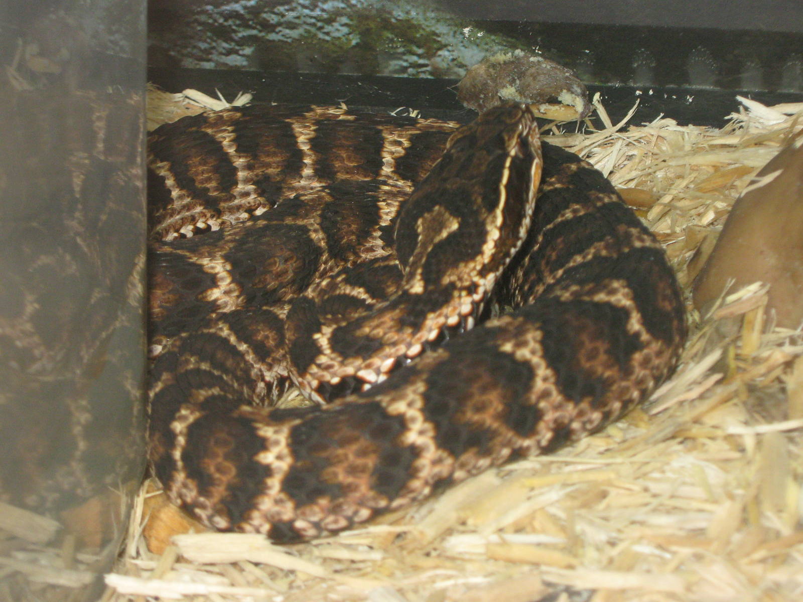Korean short-tailed pit viper (Gloydius brevicaudus)
