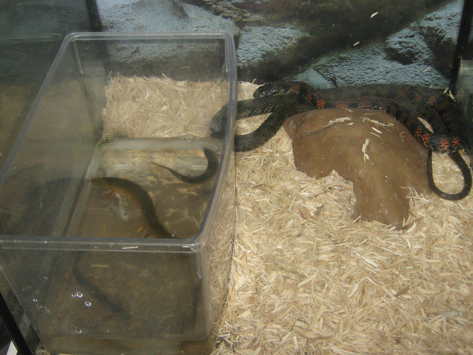 Korean tiger keelback (Rhabdophis tigrinus)