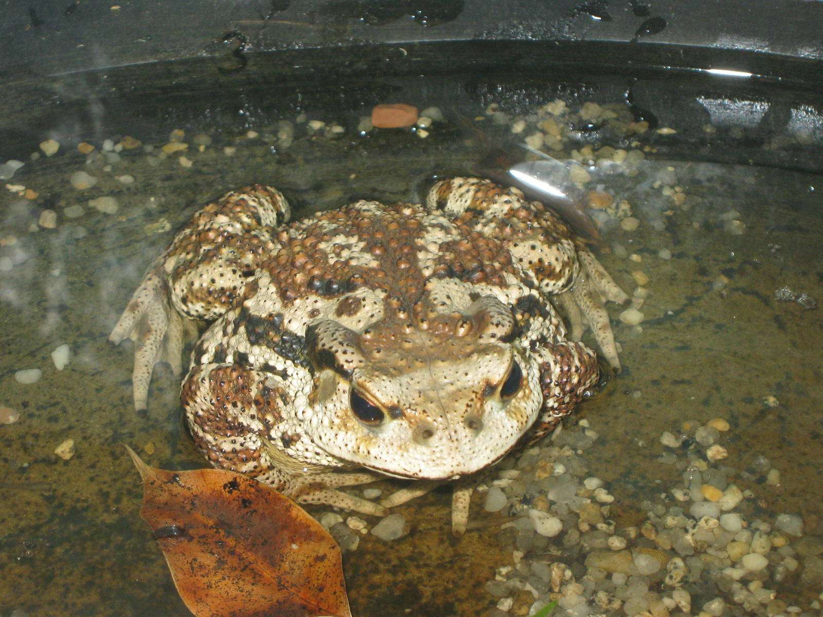 Korean toad (Bufo gargarizans)