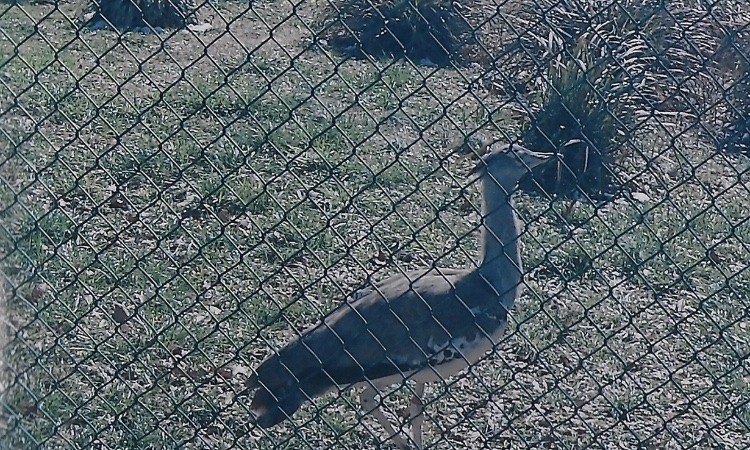 Kori bustard 2006