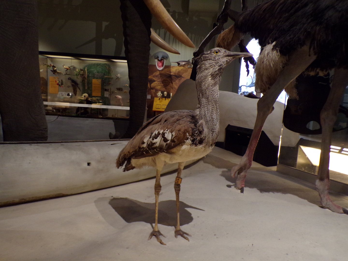 Kori bustard 26.8.23