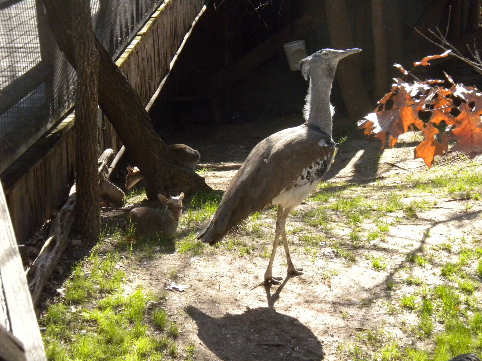 Kori Bustard and Dik-Diks