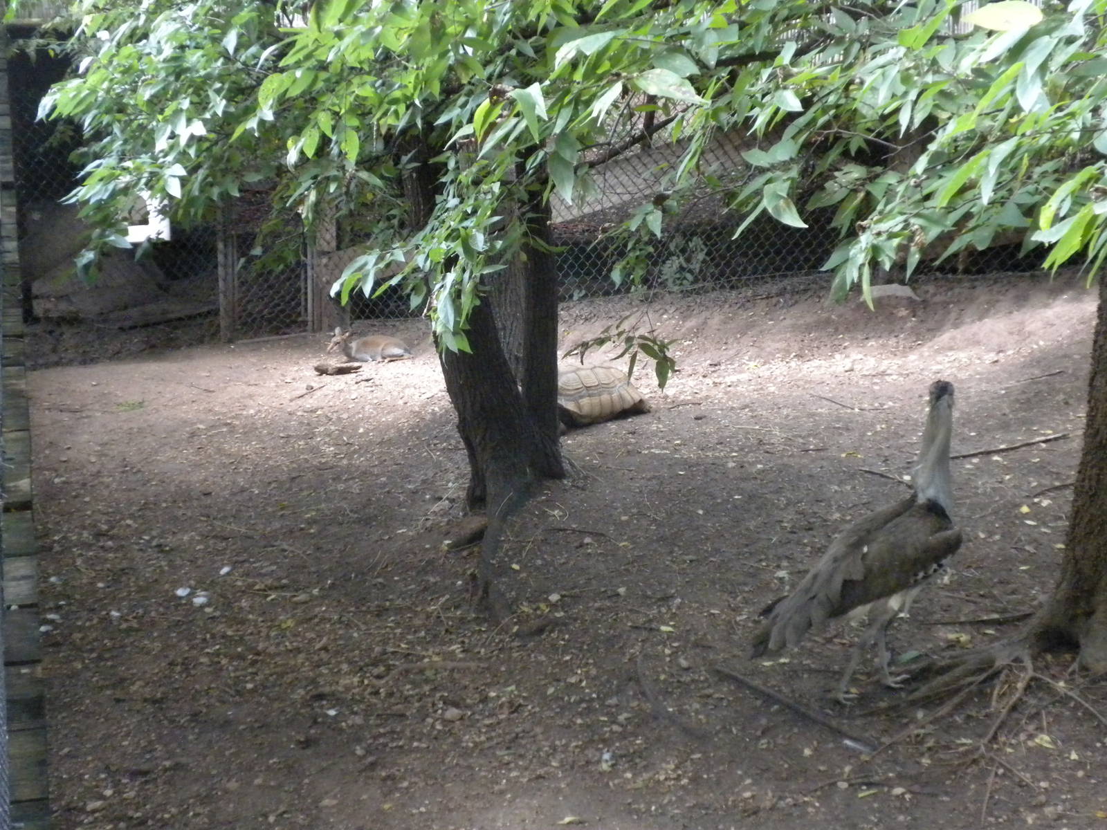 Kori Bustard and Gunther's Dik-Dik