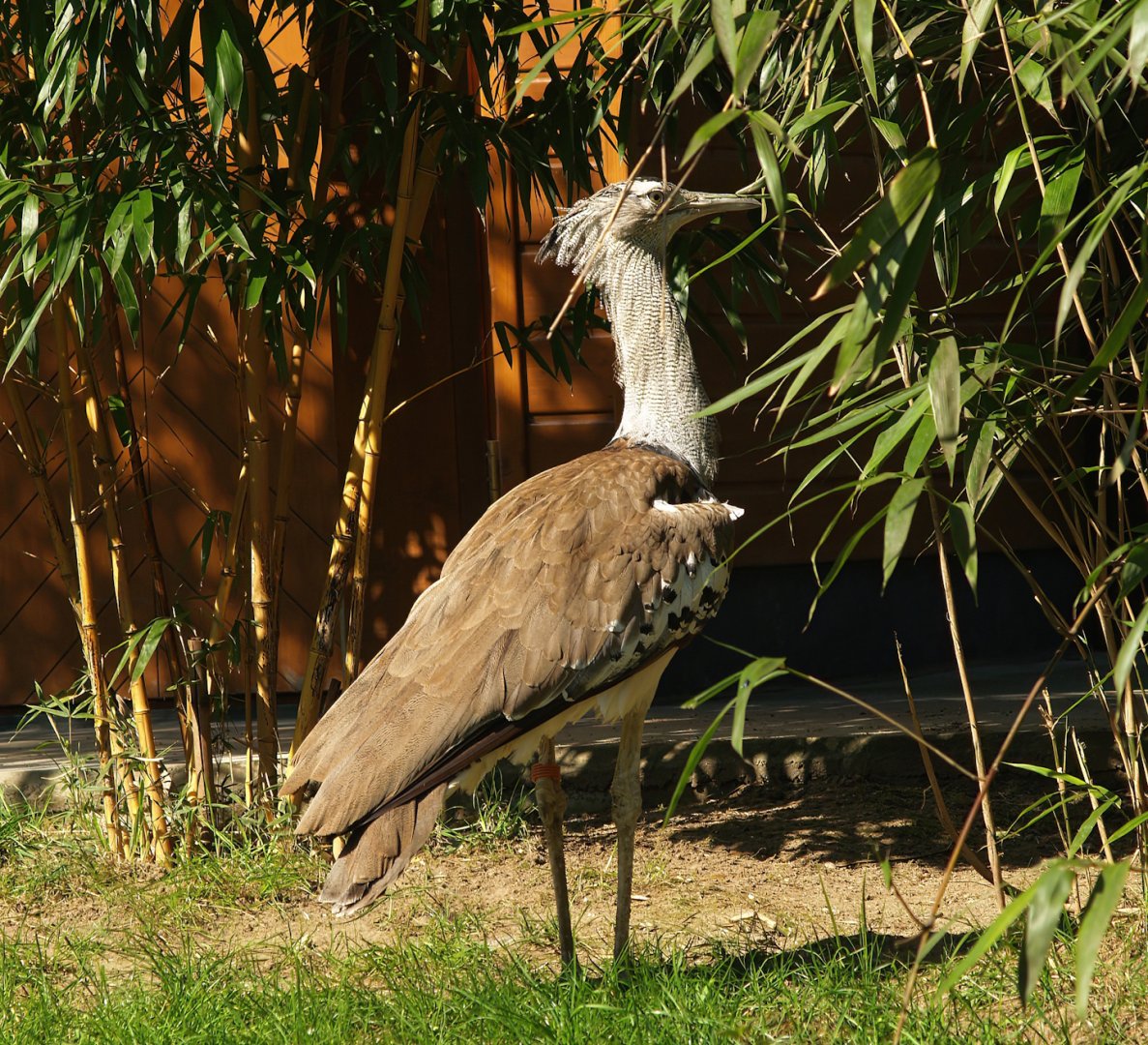 Kori bustard (Ardeotis kori), 2007-04-01