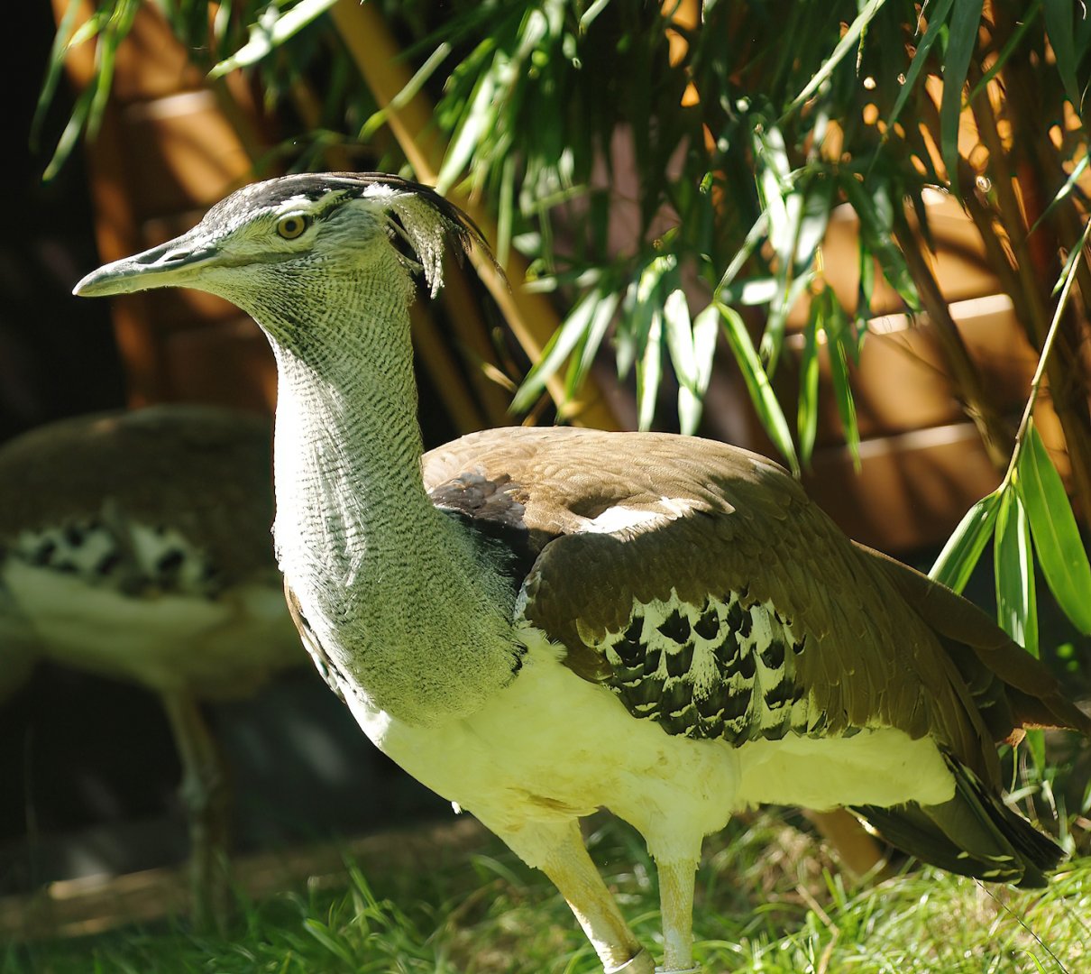 Kori bustard (Ardeotis kori), 2008-08-06