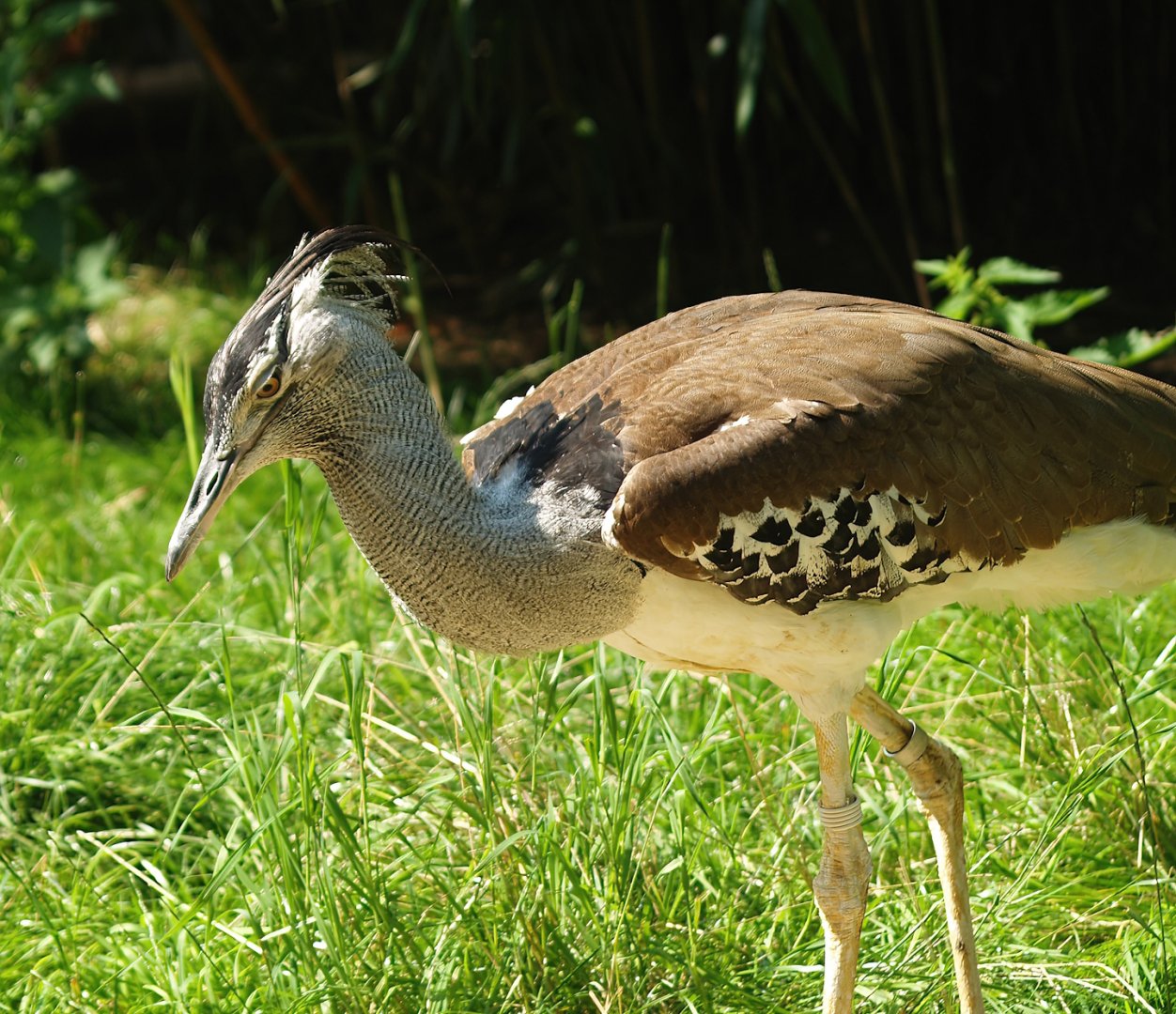 Kori bustard (Ardeotis kori), 2008-08-06