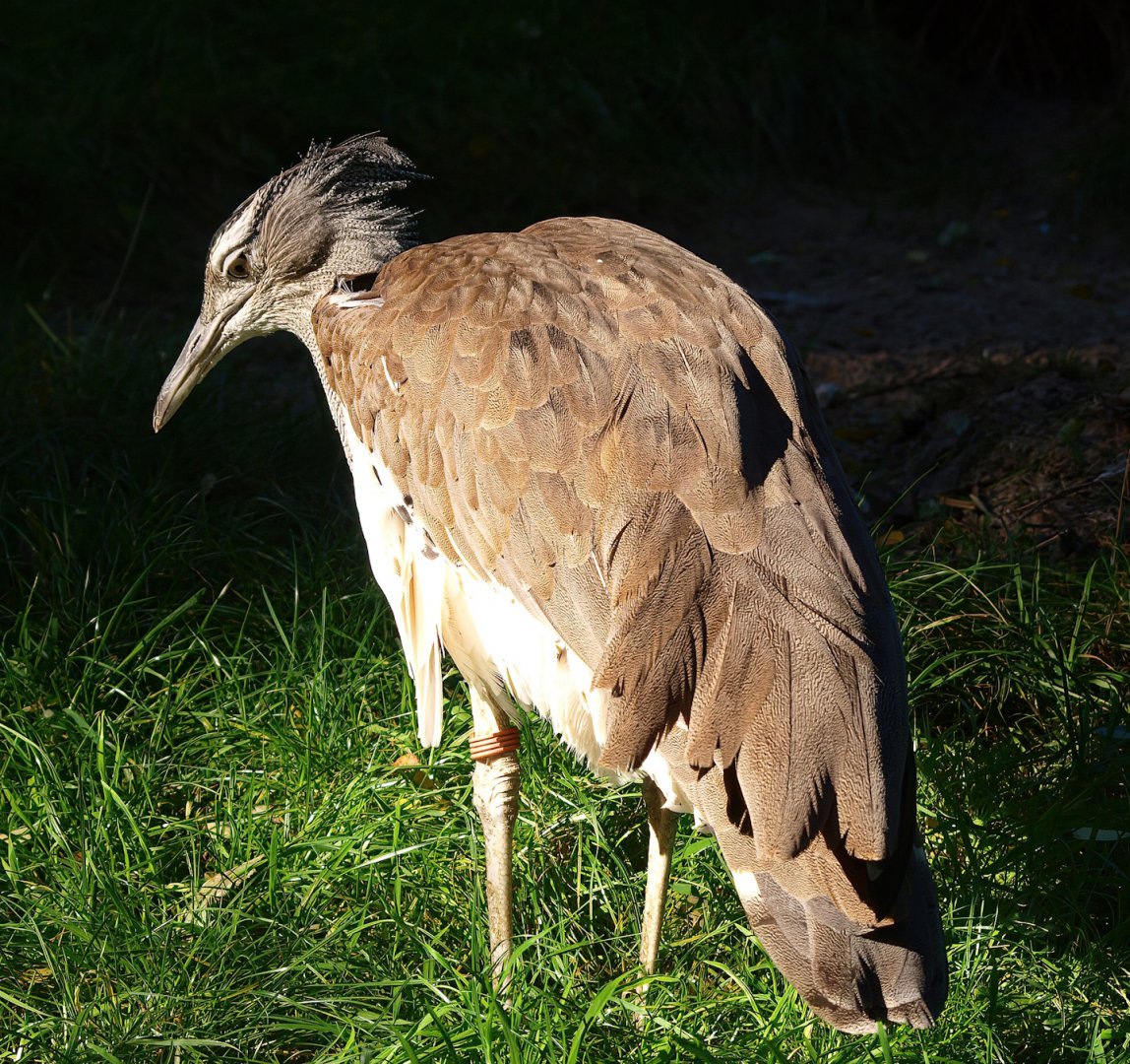 Kori bustard (Ardeotis kori), 2014-10-19