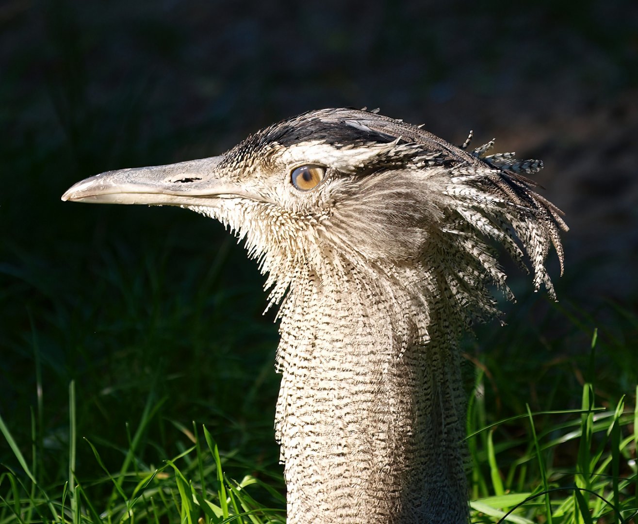 Kori bustard (Ardeotis kori), 2014-10-19