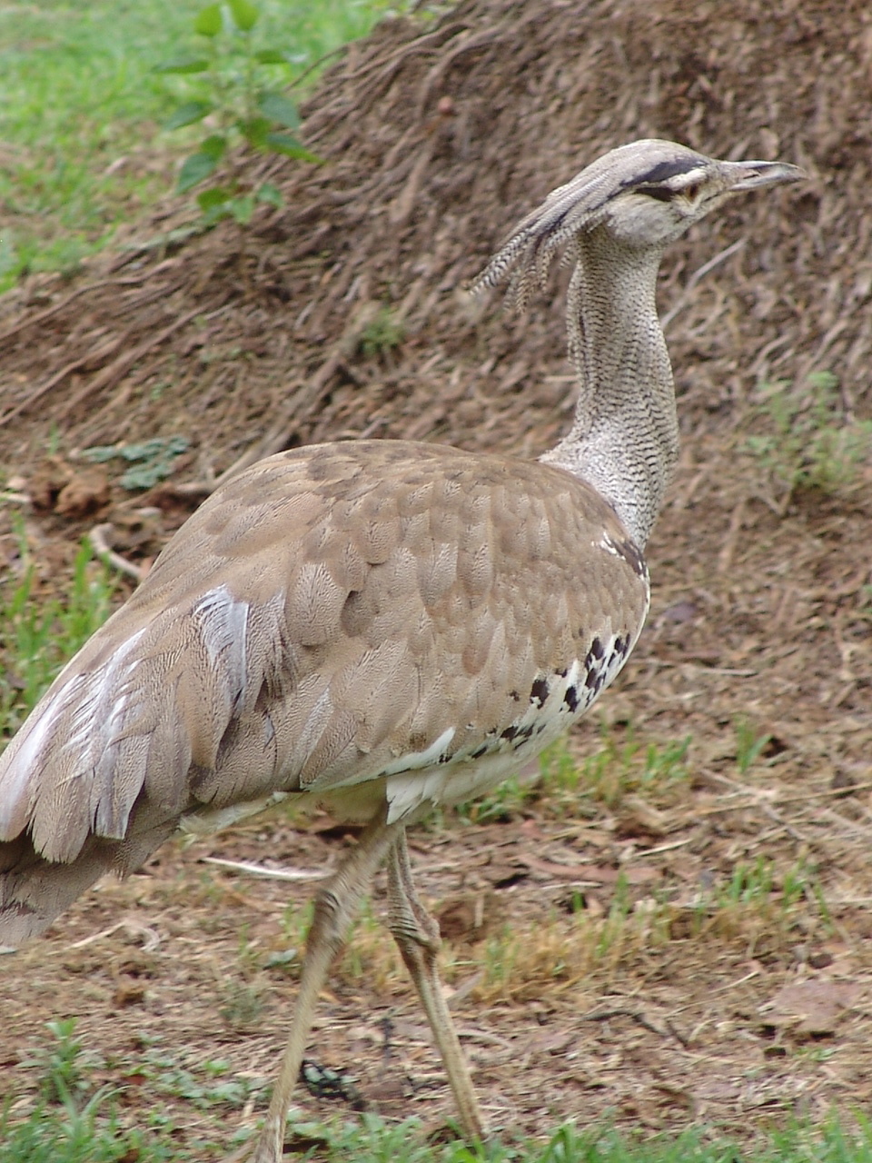 Kori Bustard (Ardeotis kori kori)