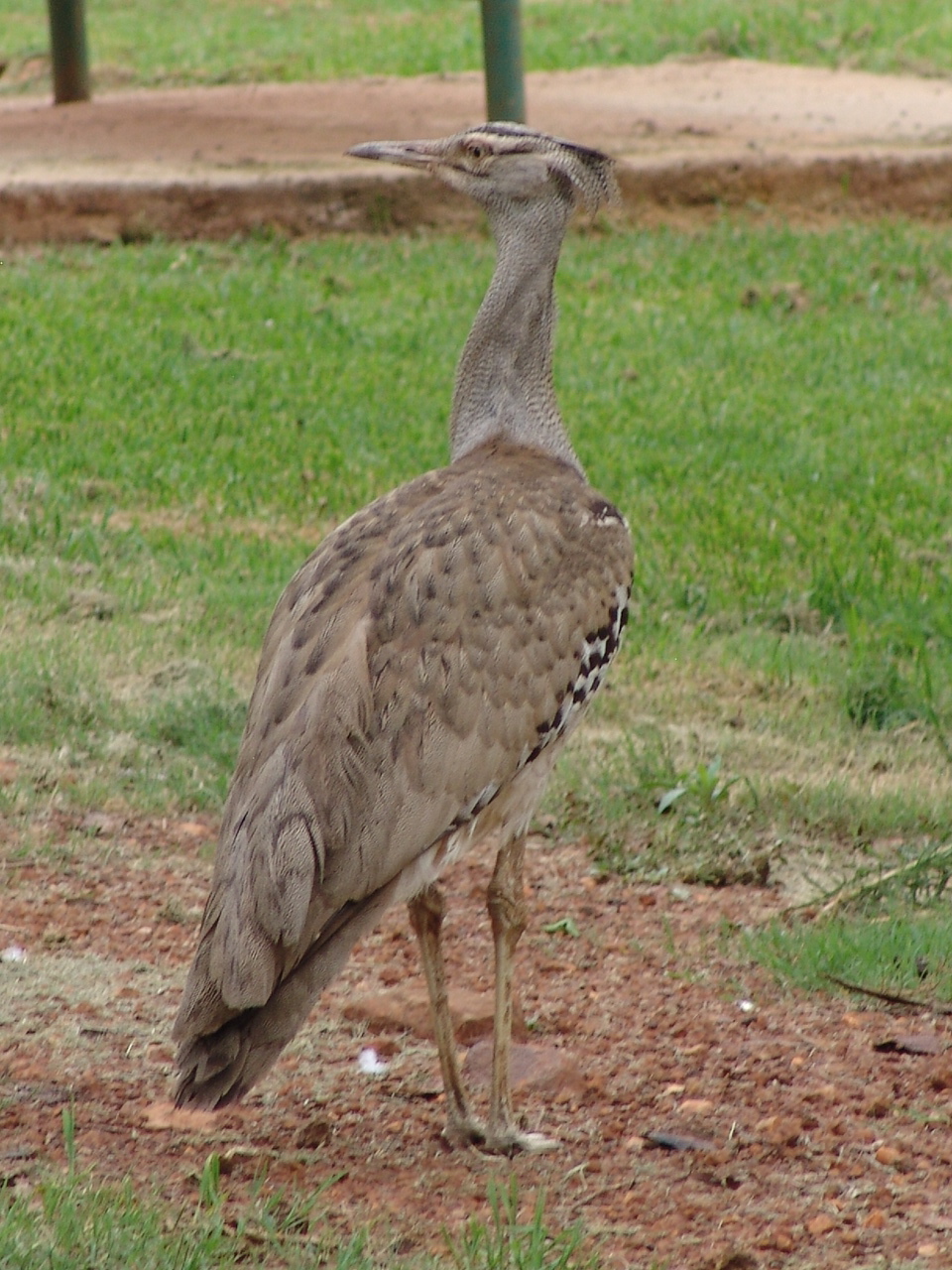Kori Bustard (Ardeotis kori kori)