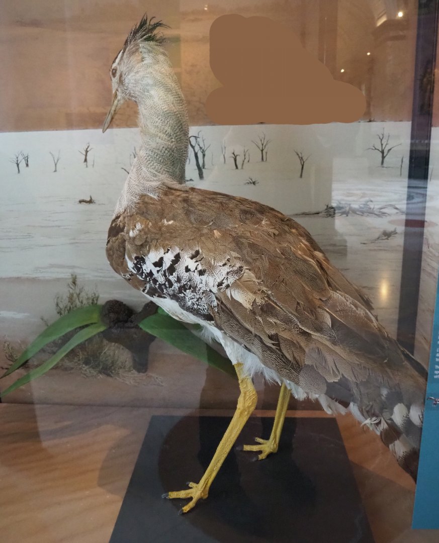 Kori bustard (Ardeotis kori) specimen, 2021-10-20