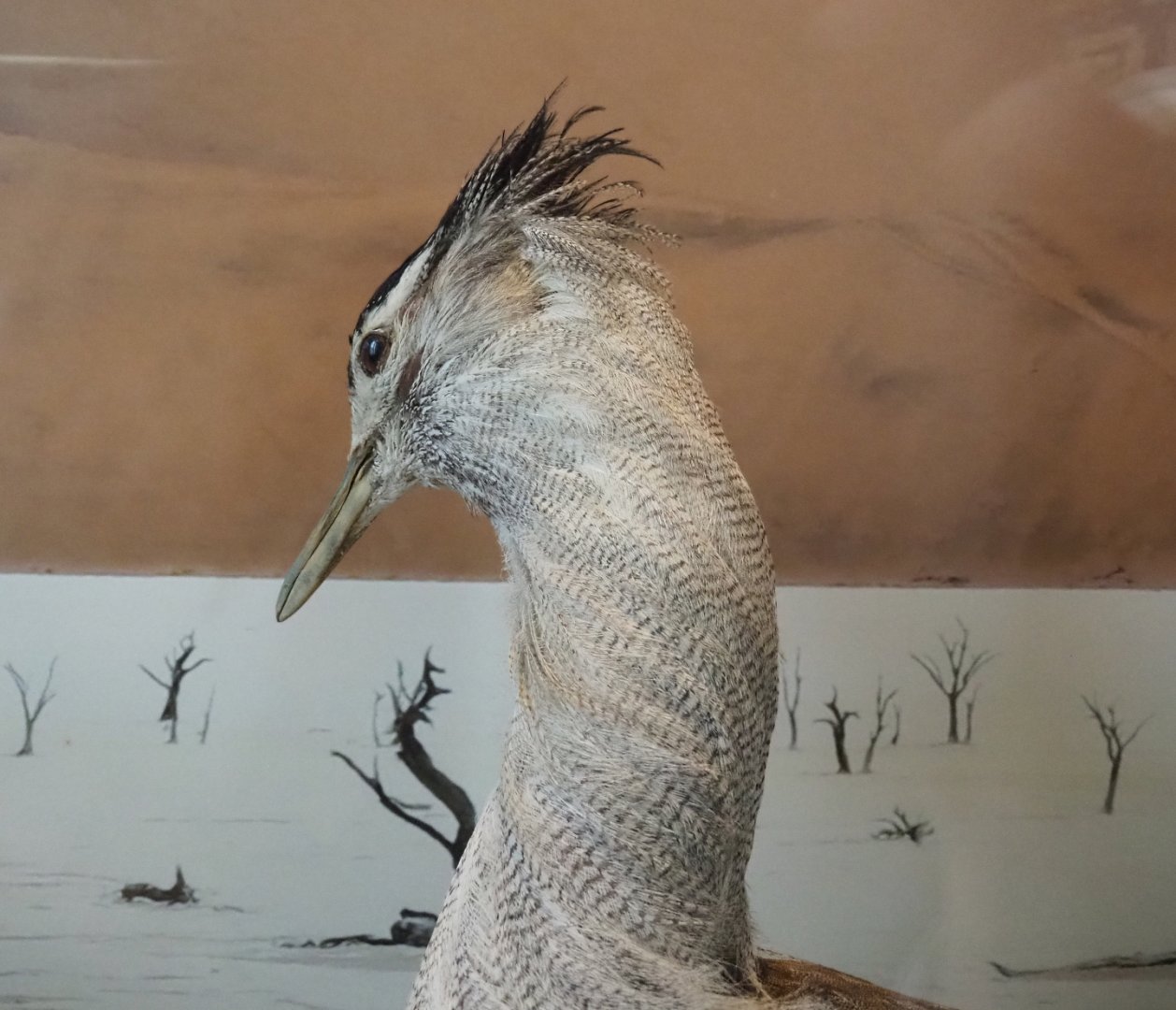 Kori bustard (Ardeotis kori) specimen, 2021-10-20