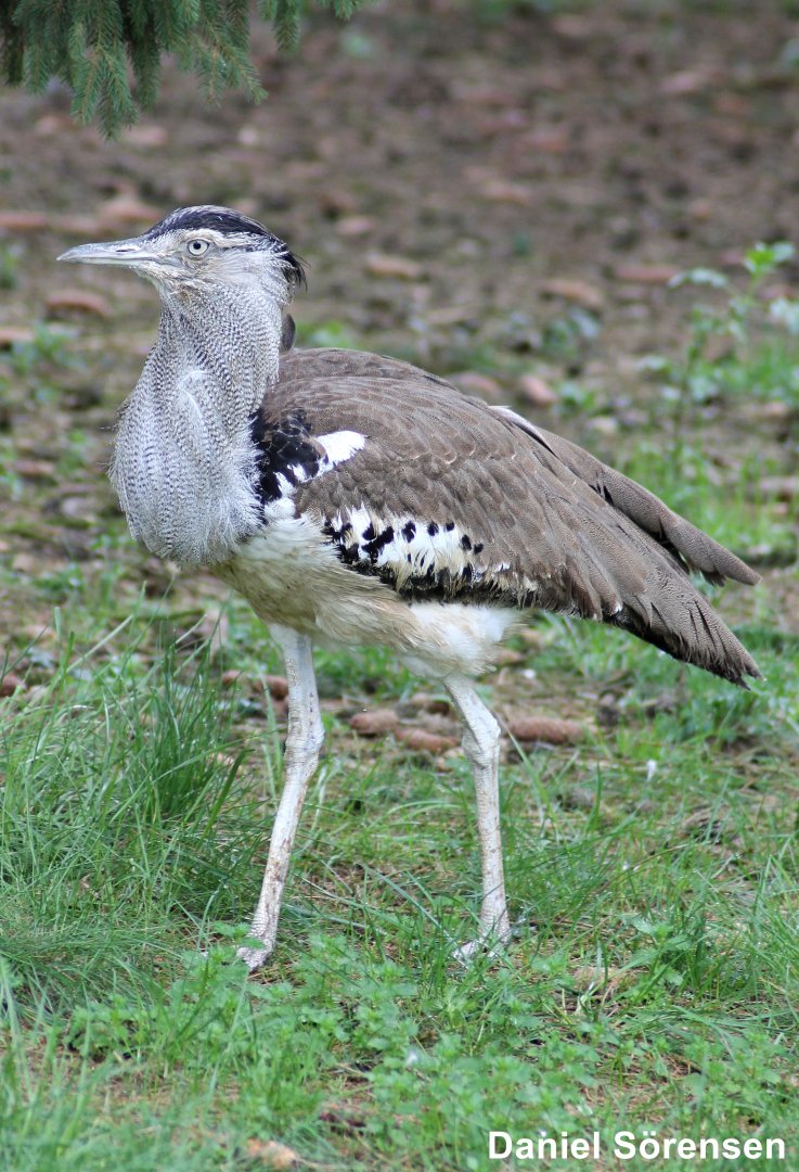 Kori bustard (Ardeotis kori)