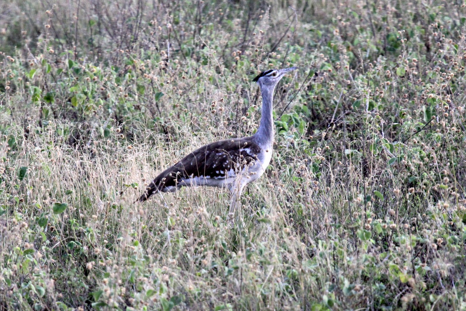 kori bustard (Ardeotis kori)