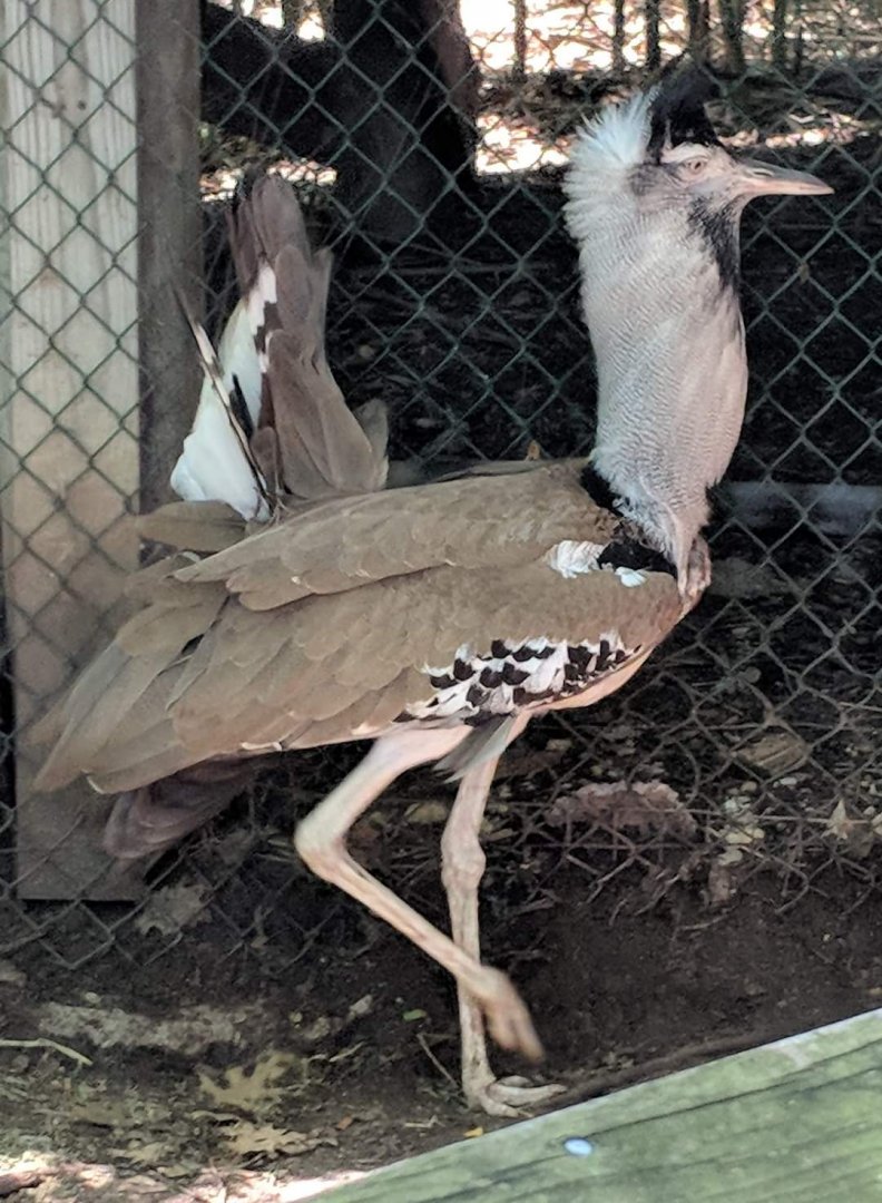 Kori bustard (Ardeotis kori)