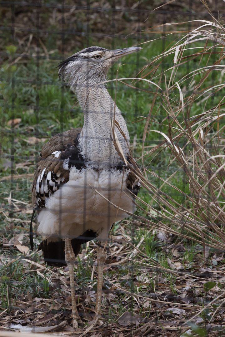 Kori Bustard/ Ardeotis kori