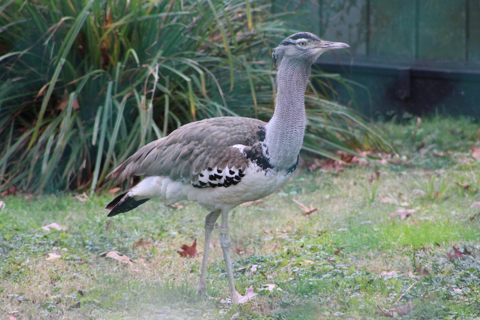 Kori Bustard (Ardeotis kori)