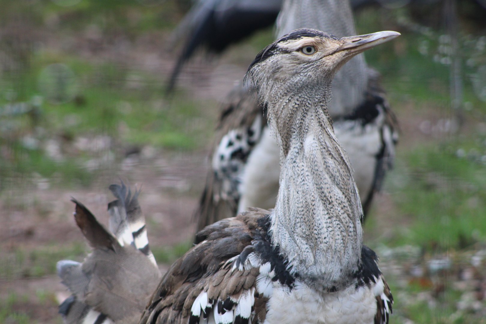 Kori Bustard (Ardeotis kori)