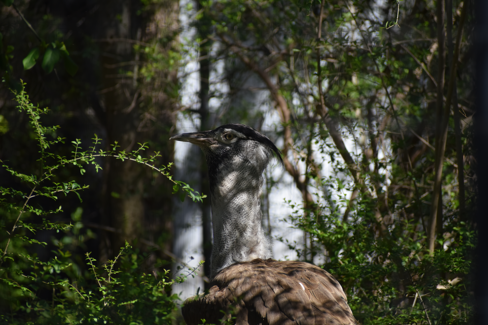 Kori Bustard (Ardeotis kori)