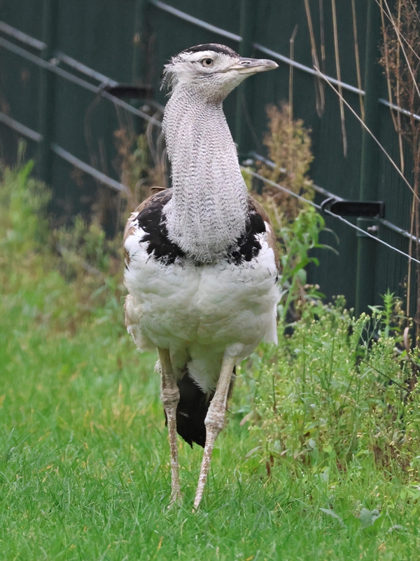 Kori bustard (Ardeotis kori)