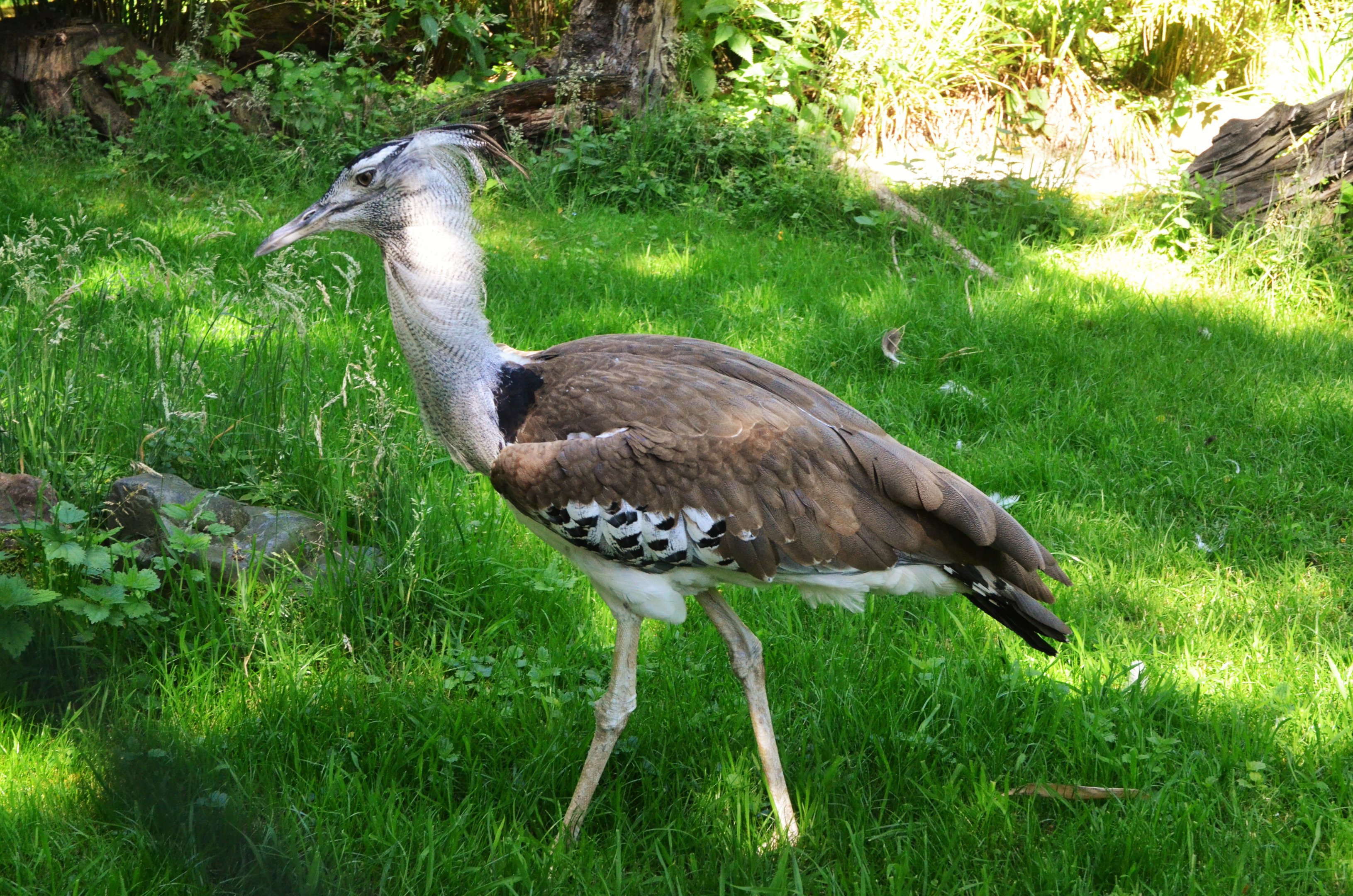 Kori Bustard at Duisburg, 17/06/19