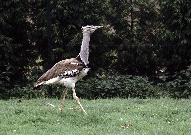 Kori bustard at Olney 1974
