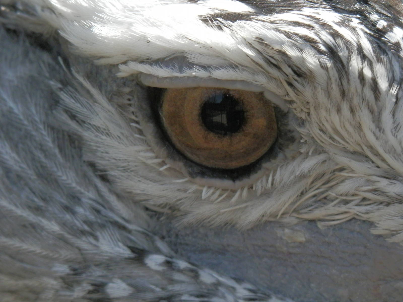 Kori Bustard being very friendly
