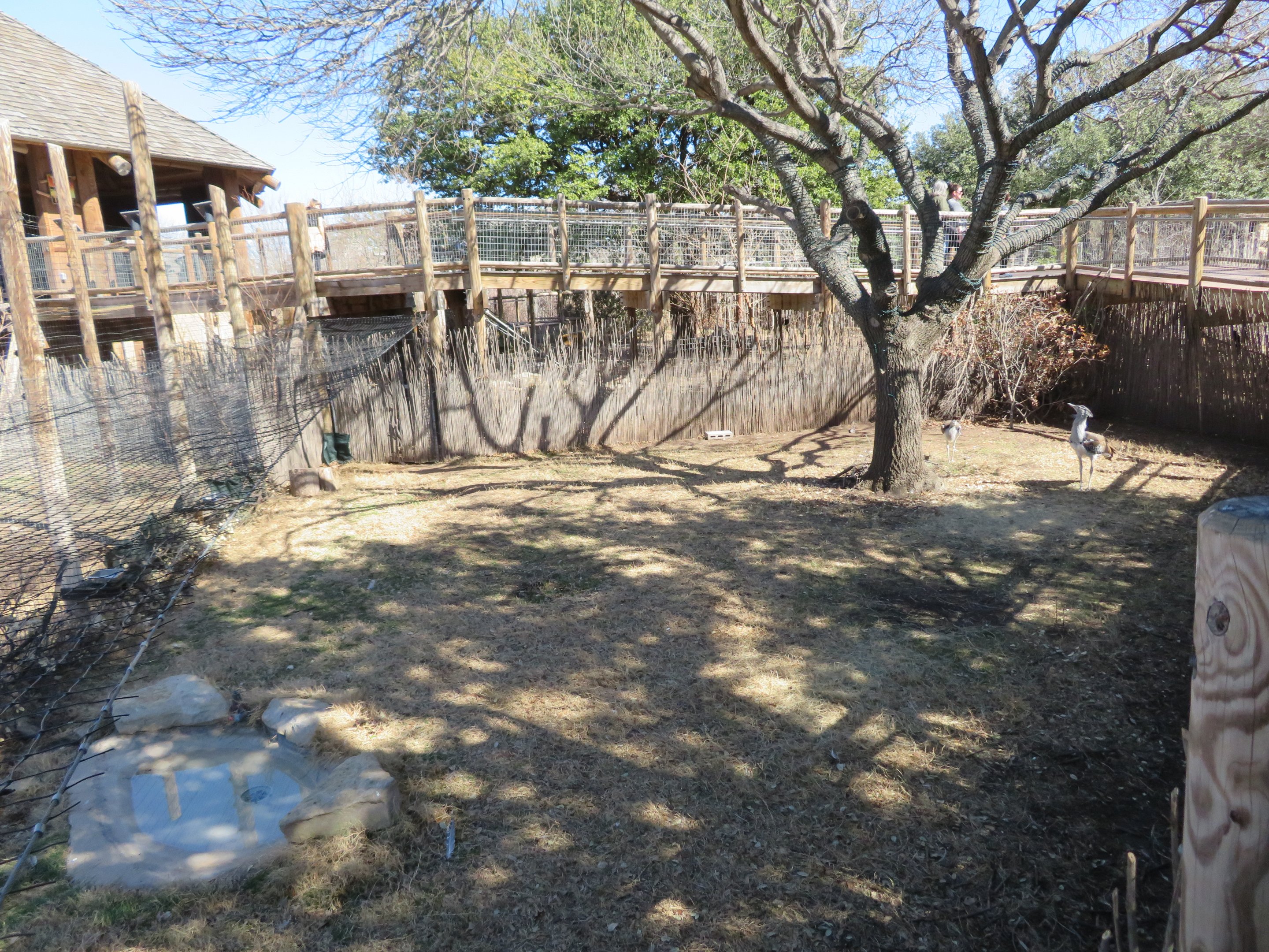 Kori Bustard/Blue Duiker Yard