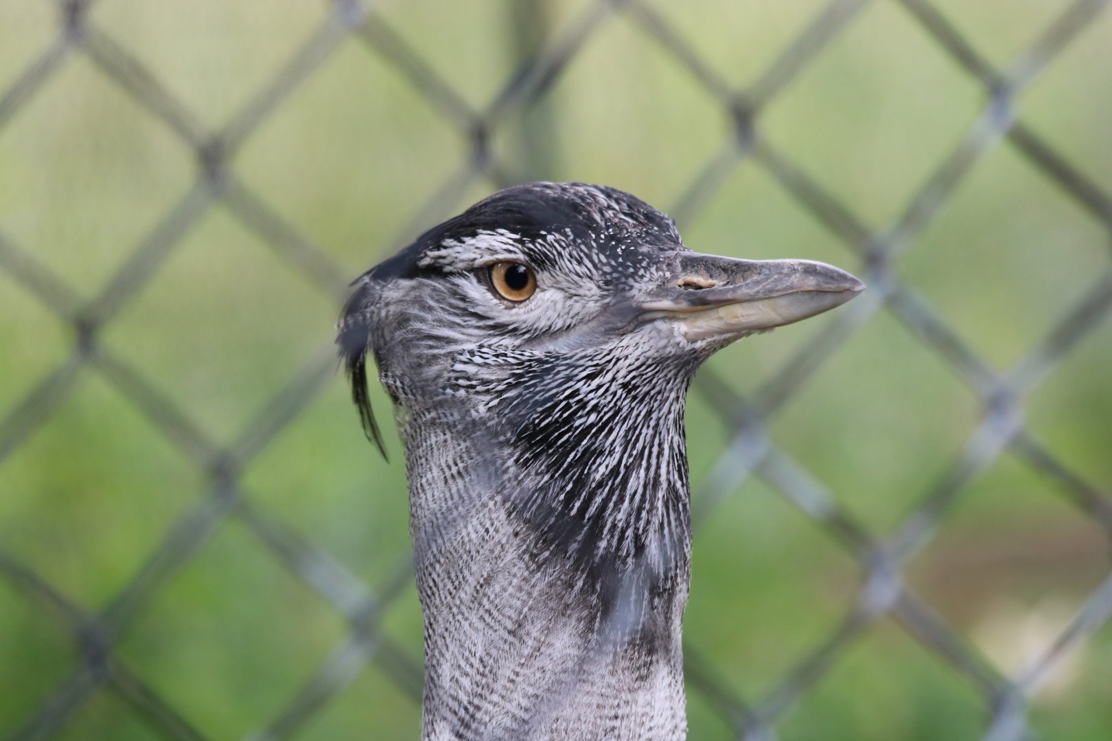Kori Bustard Closeup