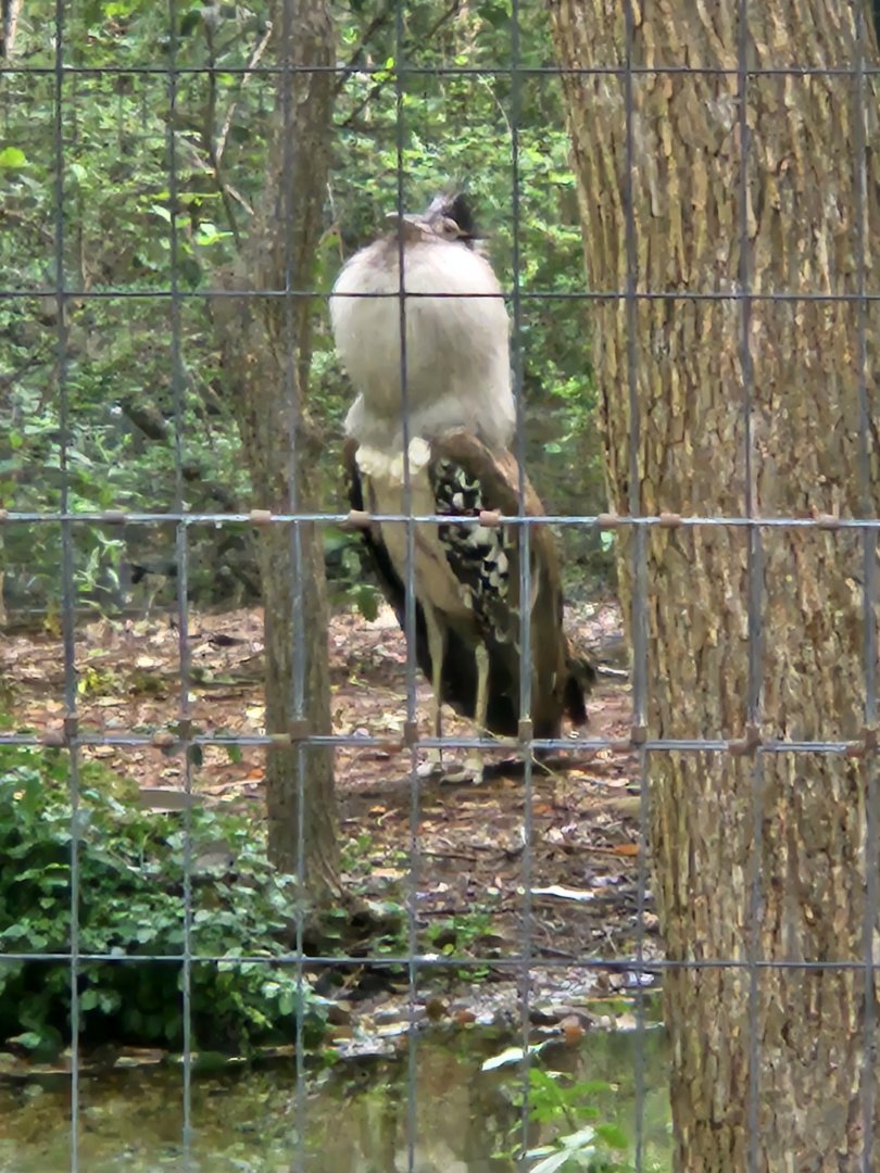 Kori Bustard displays