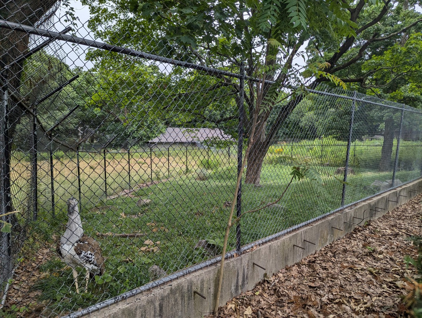 Kori Bustard Enclosure