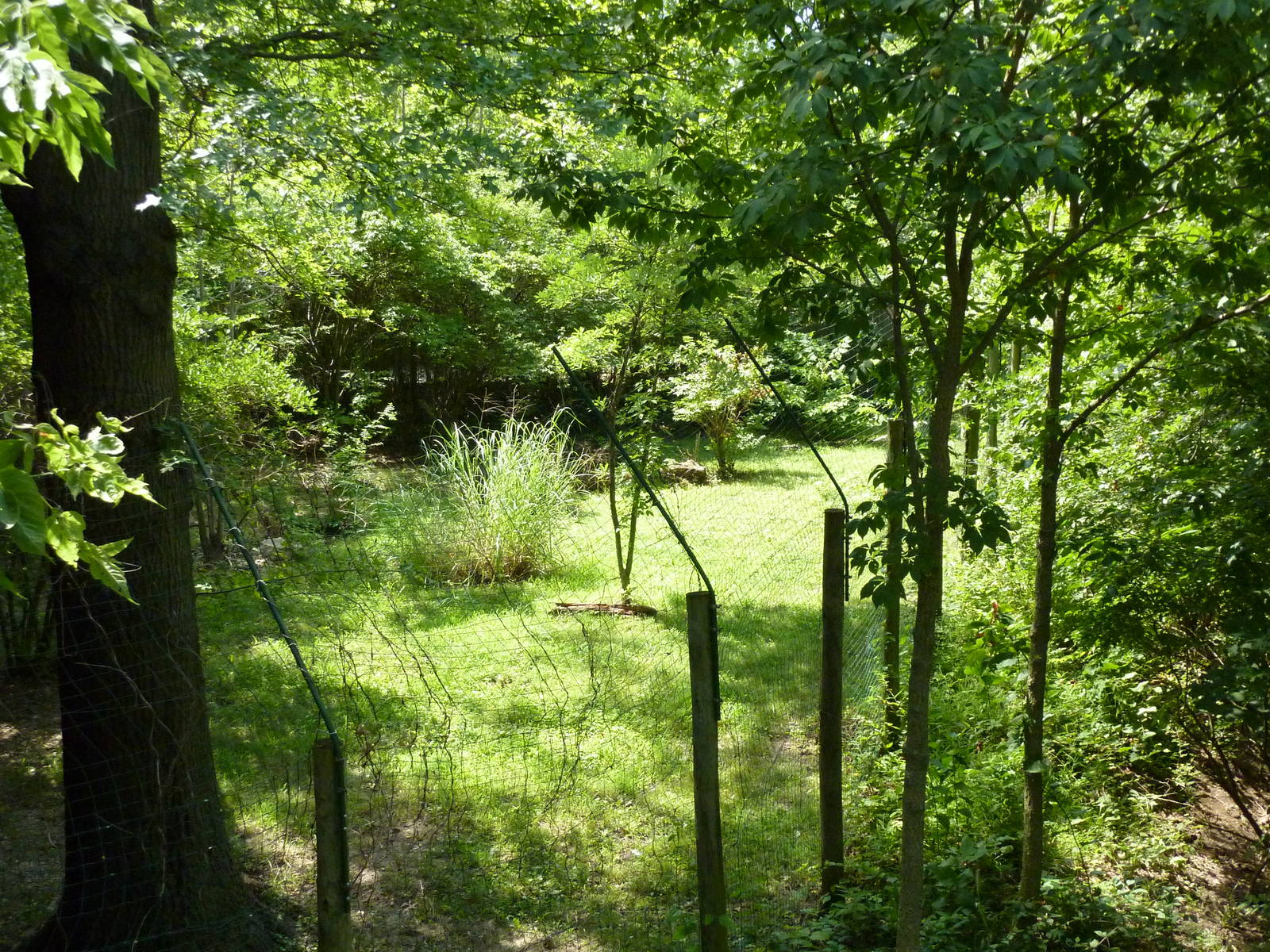 Kori Bustard Exhibit