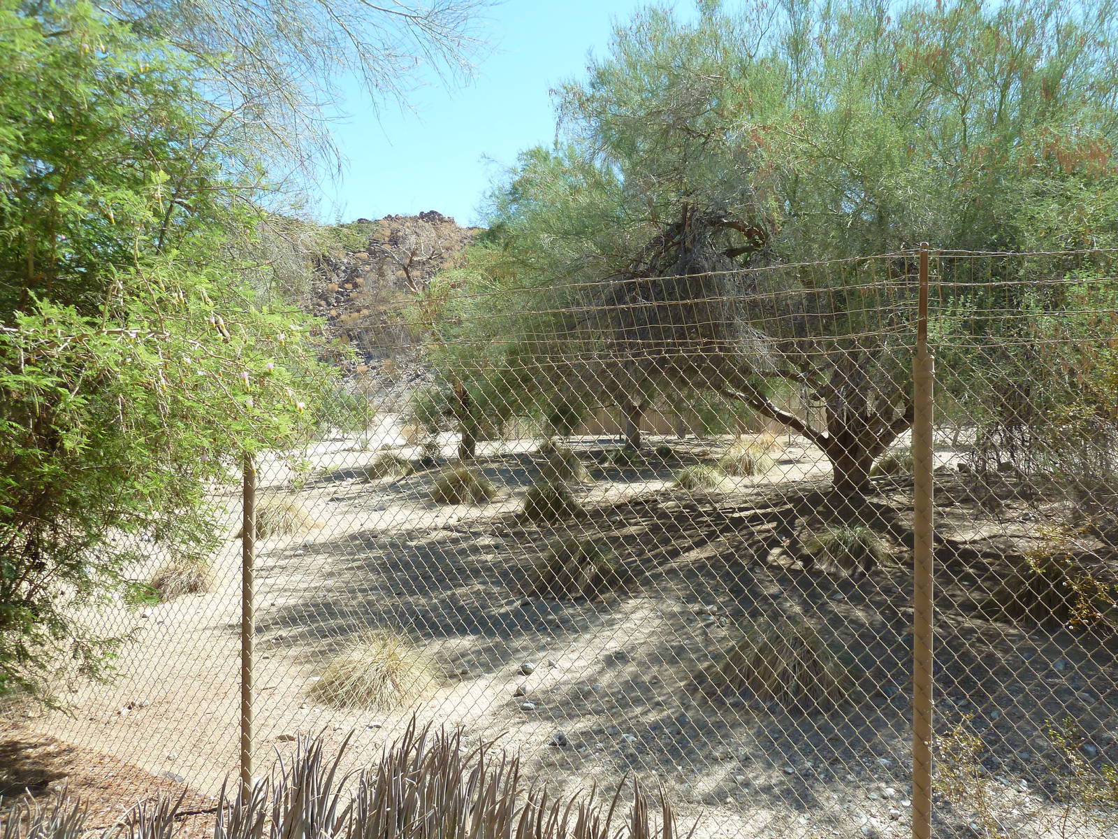 Kori Bustard Exhibit