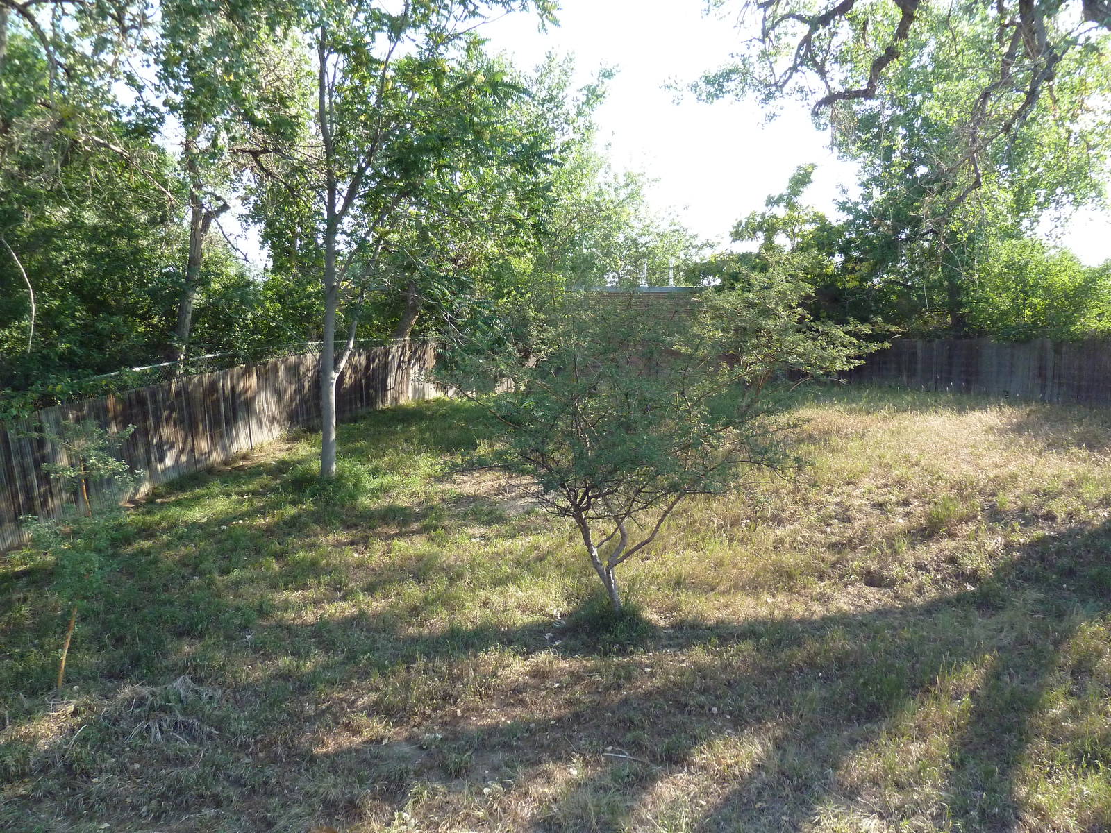 Kori Bustard Exhibit