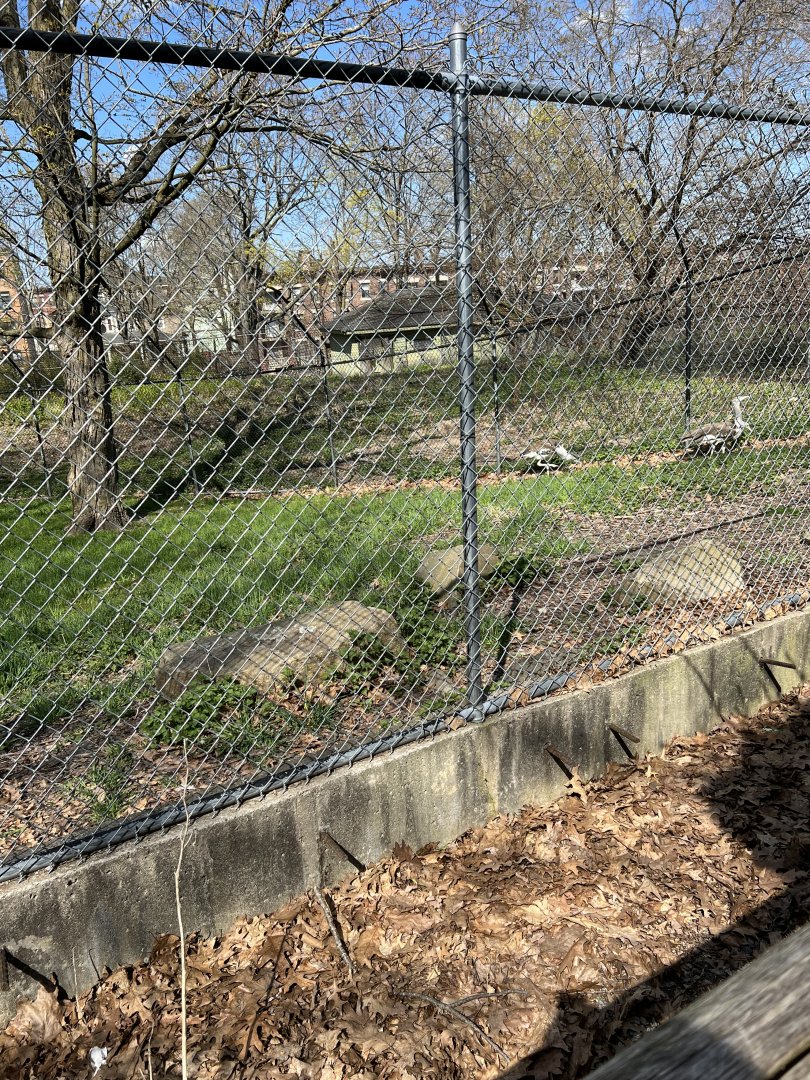 Kori Bustard Exhibit