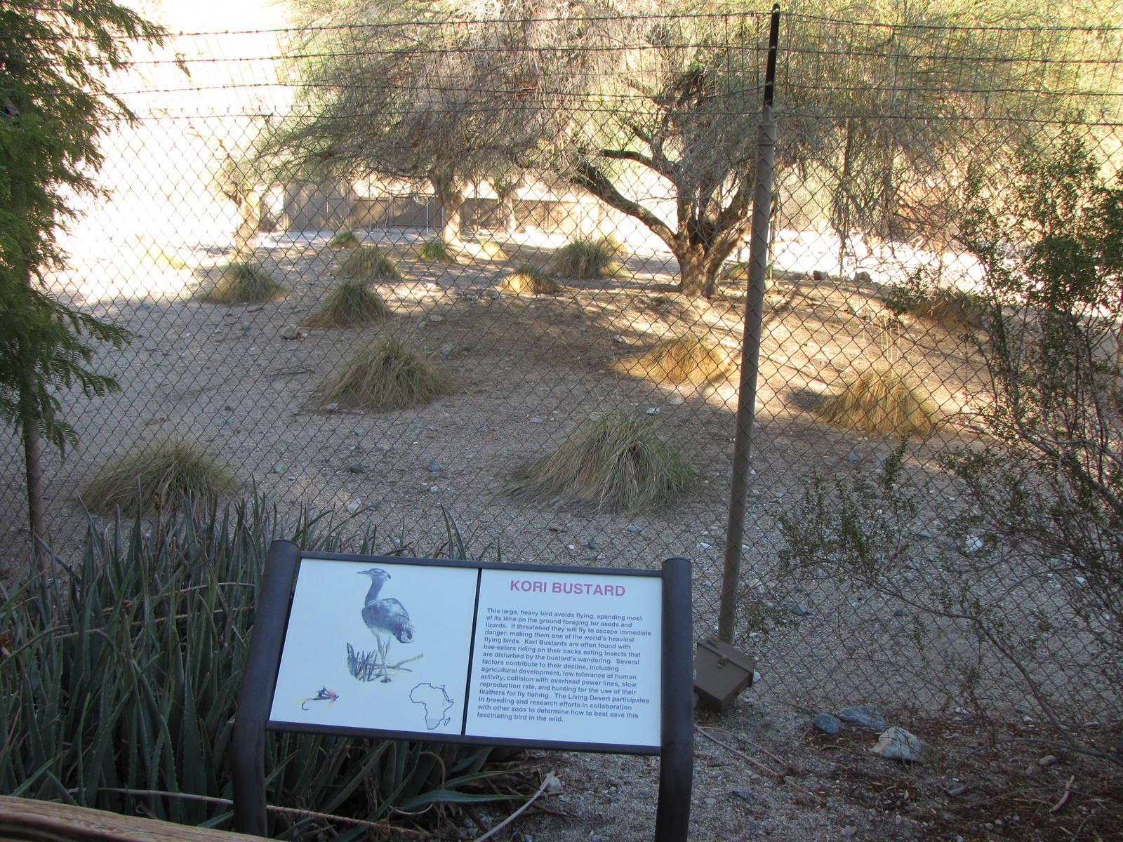 Kori Bustard Exhibit